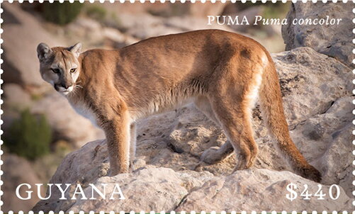Puma (Puma concolor)