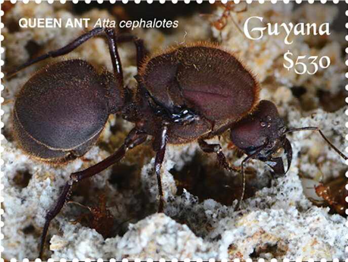 Queen Leafcutter Ant