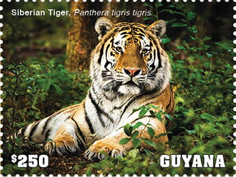 Siberian Tiger
