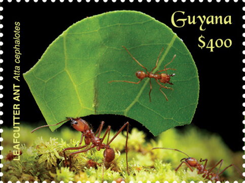 Two Leafcutter Ants, One Carrying Leaf