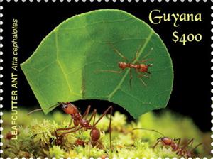 Stamp, Two Leafcutter Ants, One Carrying Leaf, Guyana,  , Animals (Fauna), Insects