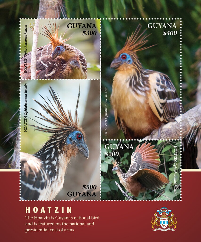 Various Photographs of Hoatzins