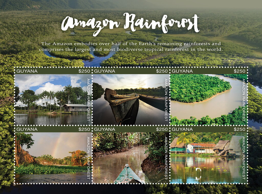 Views of the Amazon Rainforest