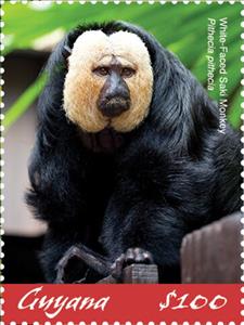 Stamp, White-Faced Saki (Pithecia pithecia), Guyana,  , Animals (Fauna), Monkeys