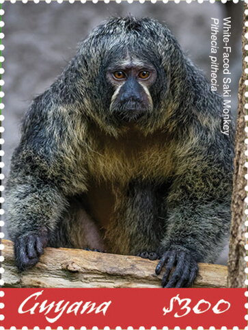 White-Faced Saki (Pithecia pithecia)