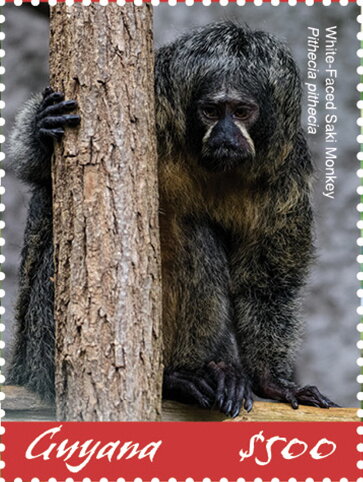 White-Faced Saki (Pithecia pithecia)