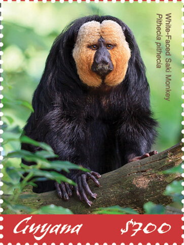 White-Faced Saki (Pithecia pithecia)