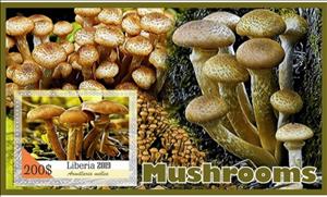 Souvenir Sheet, Mushrooms, Liberia,  , Mushrooms
