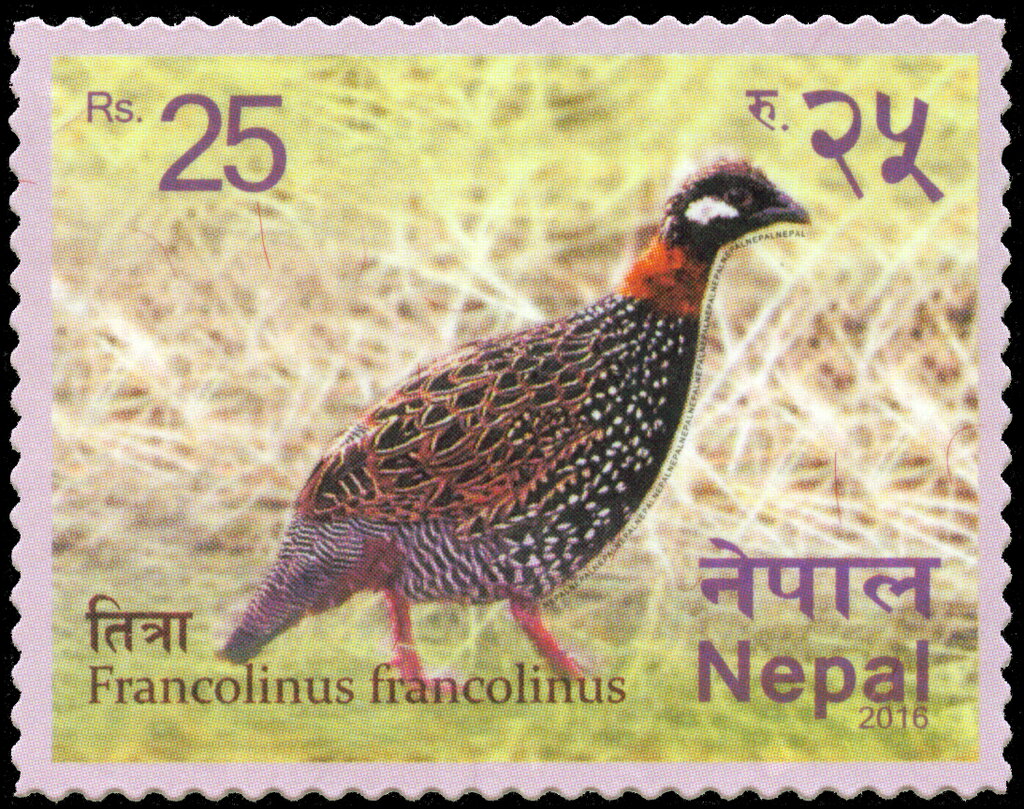 Black francolin (Francolinus francolinus)