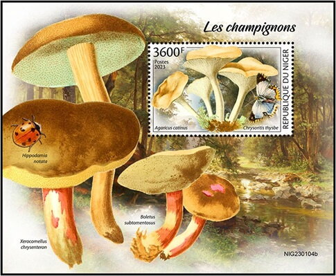 Agaricus catinusoomsChrysoritis thysbe