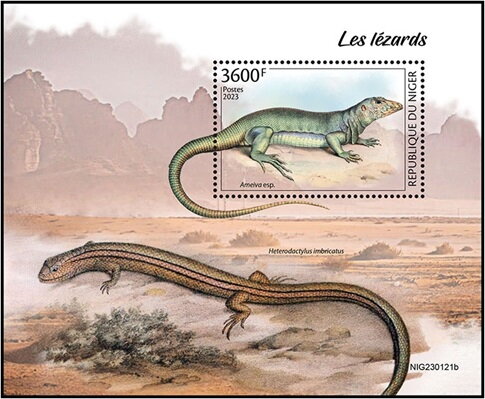 Ameiva sp.