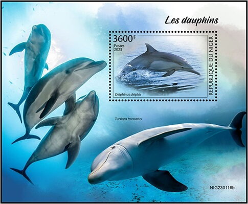 Delphinus delphis