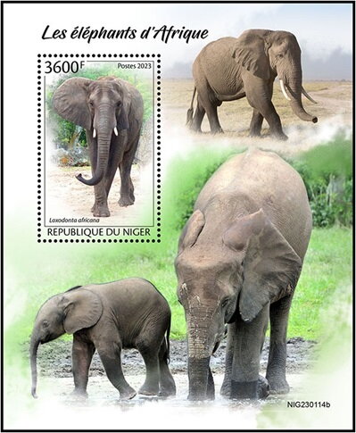 Loxodonta africana