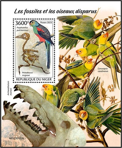 Psephotellus pulcherrimus/Primobucco mcgrewi