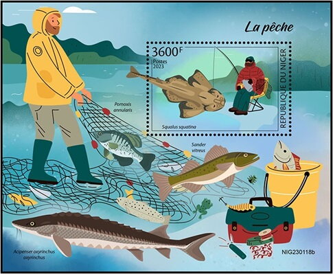 Squalus squatina