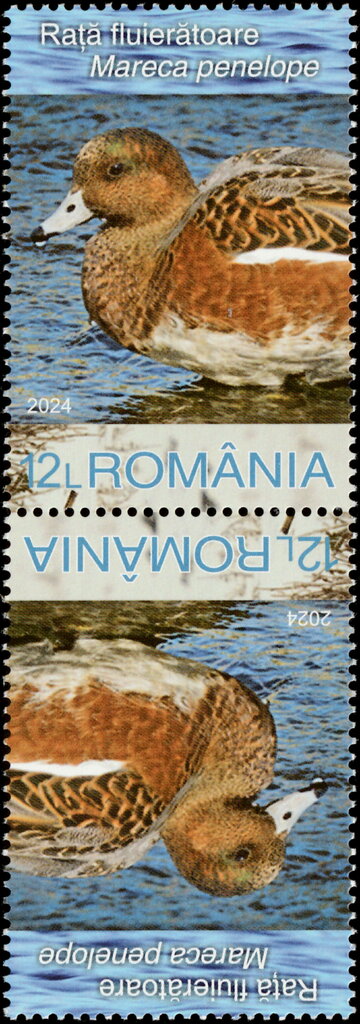 Eurasian Wigeon (Mareca penelope)