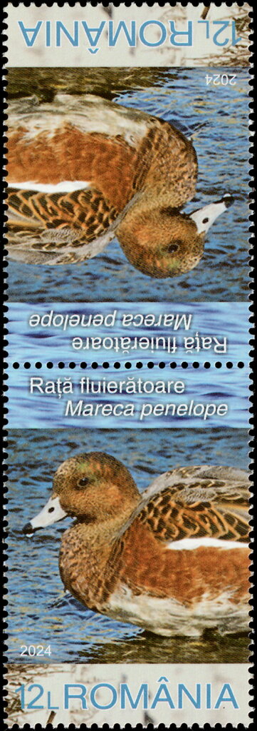 Eurasian Wigeon (Mareca penelope)