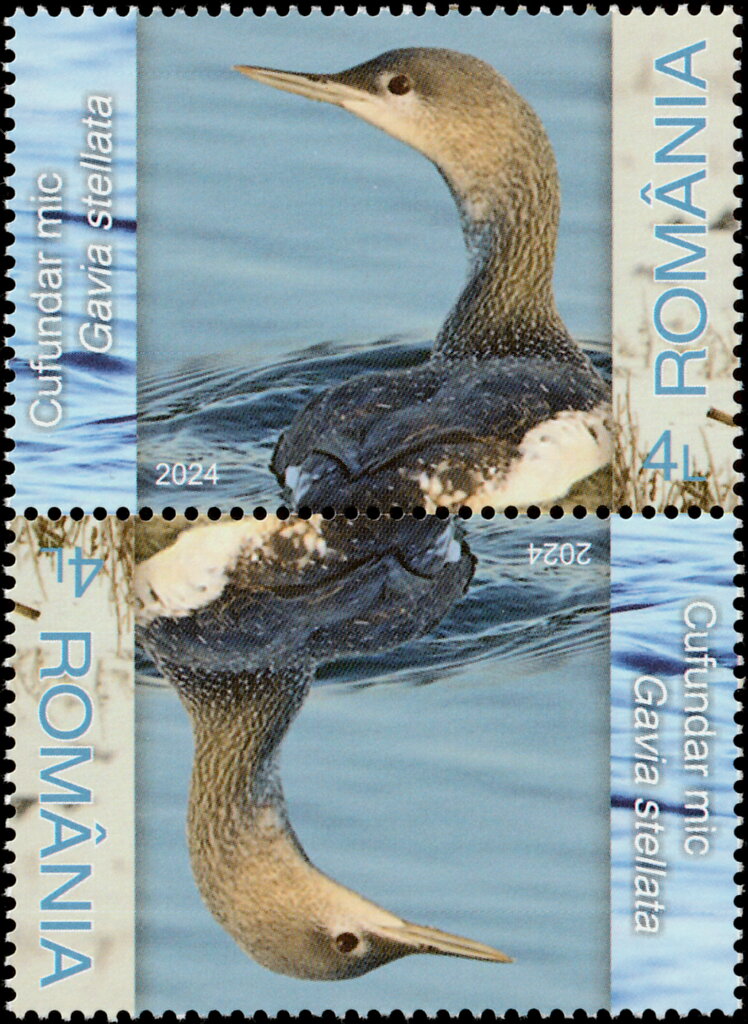Red-throated Loon (Gavia stellata)