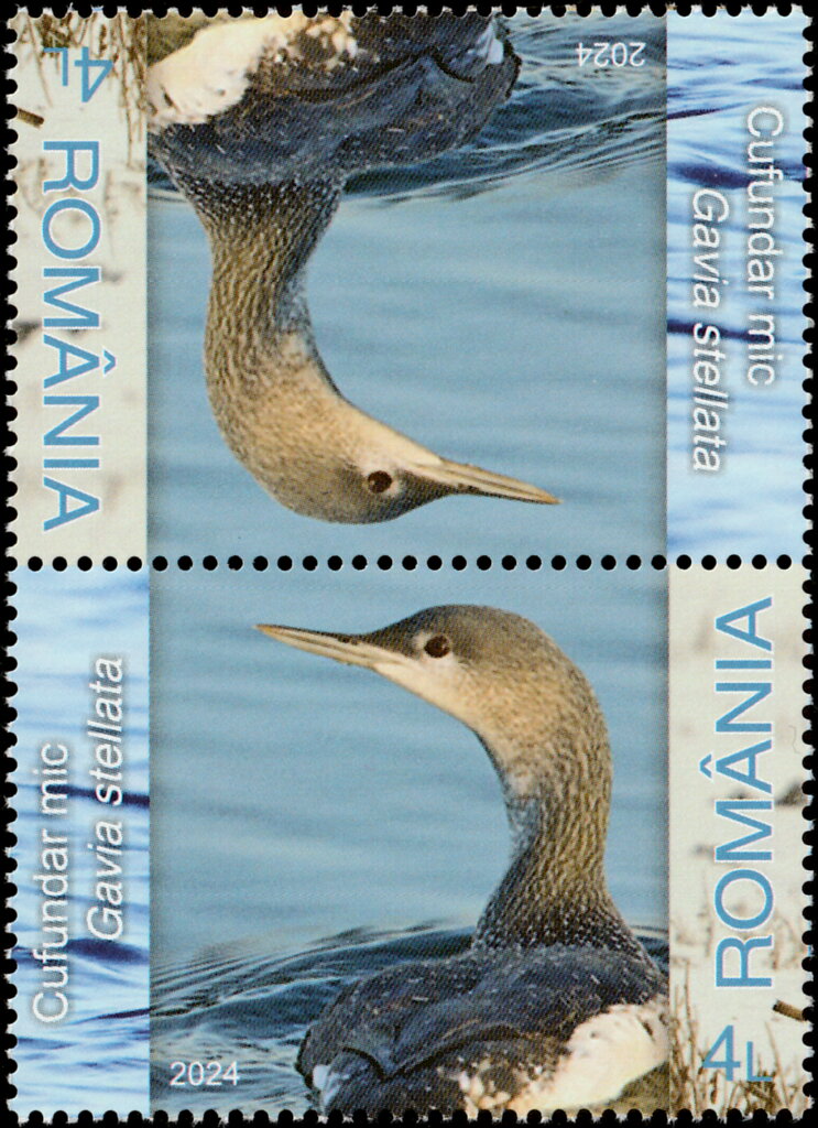 Red-throated Loon (Gavia stellata)