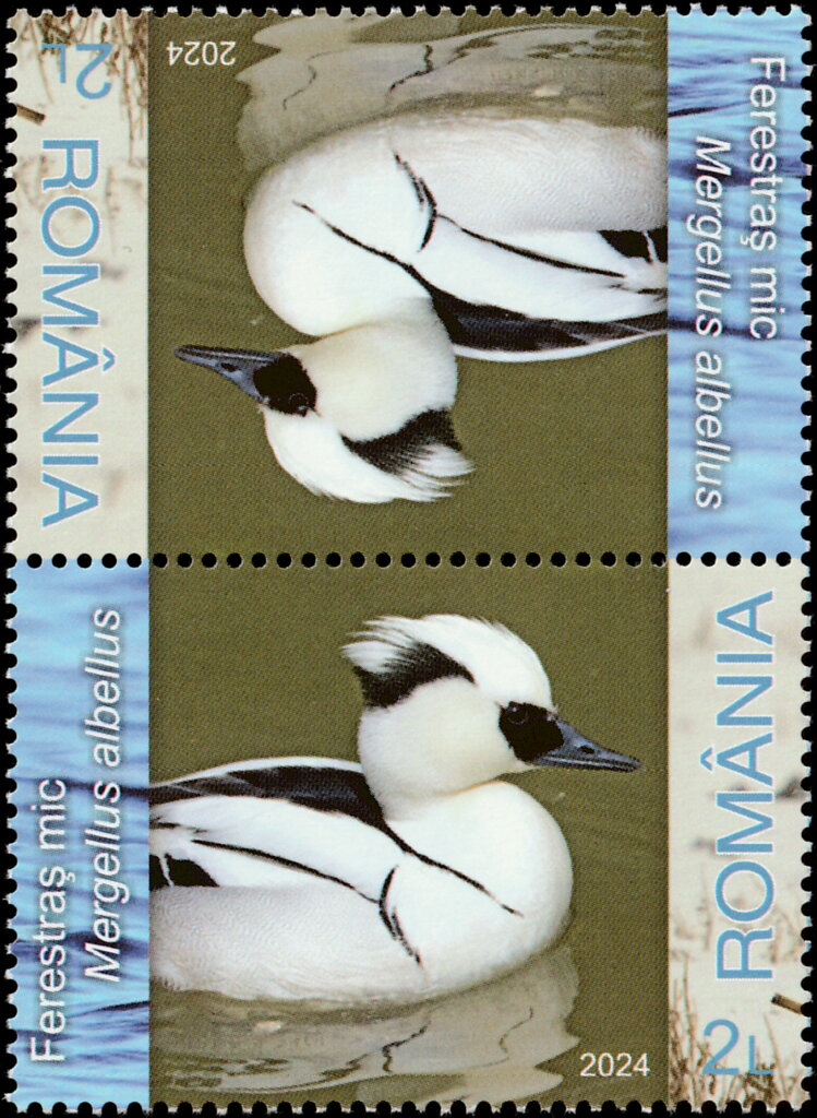 Smew (Mergellus albellus)