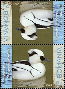 Tete-Beche, Smew (Mergellus albellus), Romania,  , Animals (Fauna), Birds, Ducks
