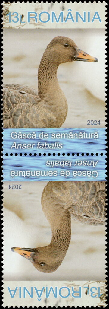Taiga Bean Goose (Anser fabalis)