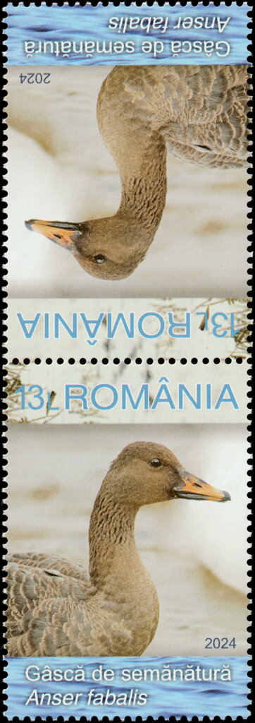 Taiga Bean Goose (Anser fabalis)