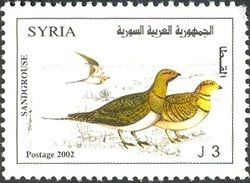 Pin-tailed Sandgrouse (Pterocles alchata)
