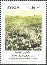 Daisy