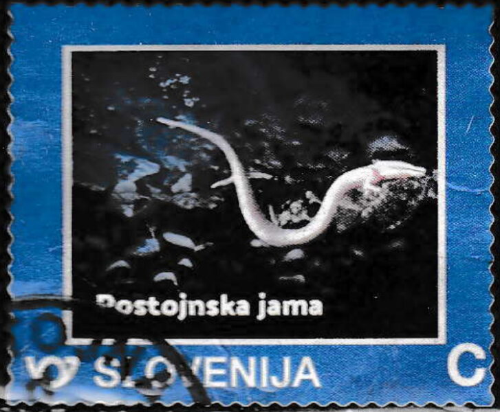 Postojnska jama cave salamander (Proteus anguinus)