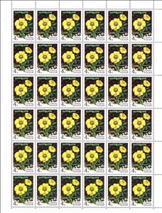 Full Pane, Novosieversia glacialis, Soviet Union, USSR,  , Flowers, Plants (Flora)