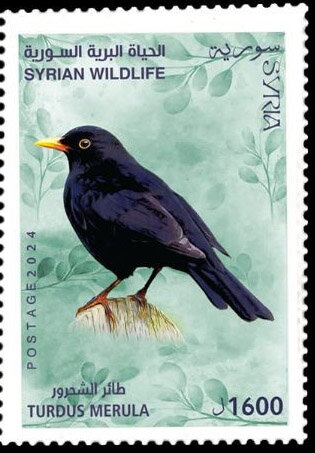 Blackbird (Turdus merula)