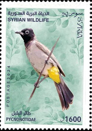 Bulbul (Pycnonotidae sp.)