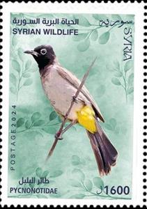 Stamp, Bulbul (Pycnonotidae sp.), Syria,  , Birds