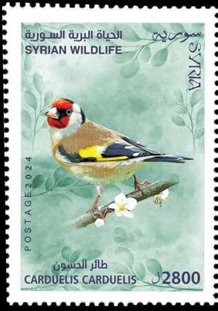 Goldfinch (Carduelis carduelis)