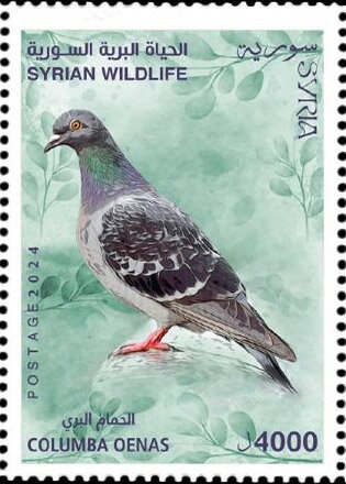Stock Pigeon (Columba oenas)