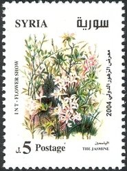 Jasmine