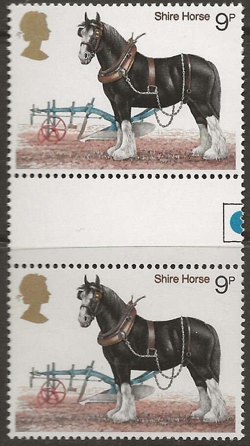 Shire Horse (Equus ferus caballus)