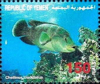Humphead wrasse (Cheilinus undulatus)