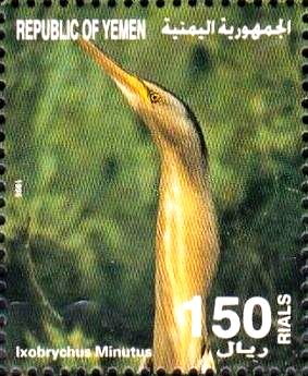 Little Bittern (Ixobrychus minutus)