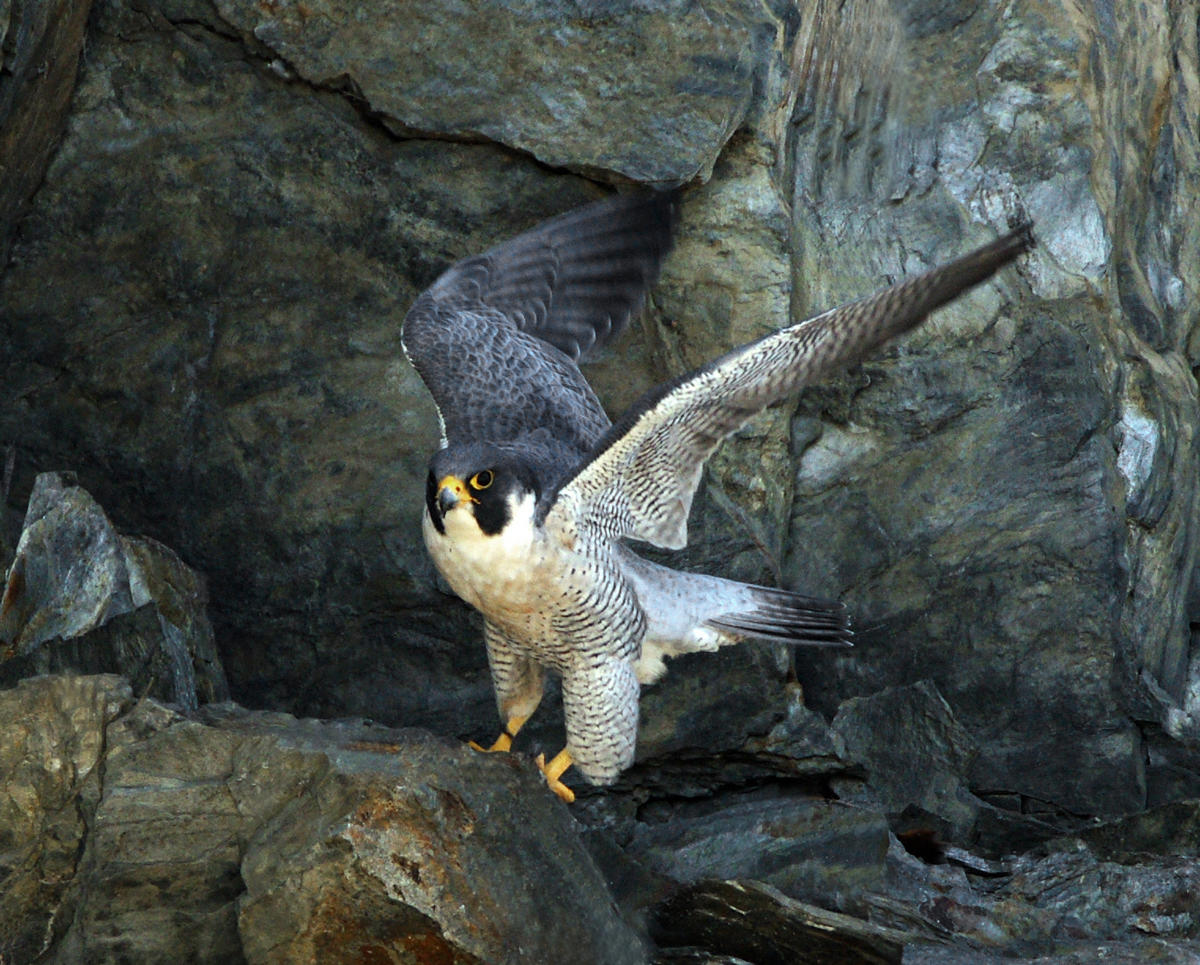 Falcons