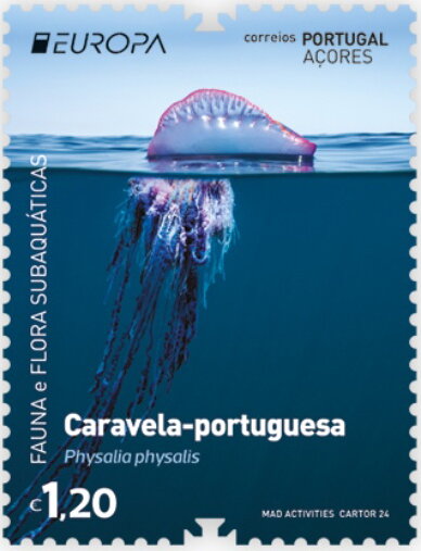 Portuguese Man O’War (Physalia physalis)