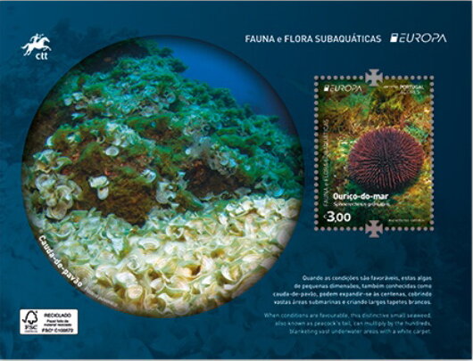 Violet Sea Urchin (Sphaerechinus granularis)