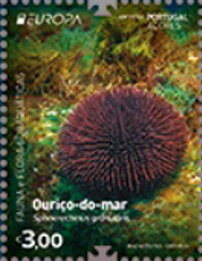 Violet Sea Urchin (Sphaerechinus granularis)