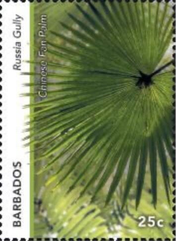 Chinese Fan Palm (Livistona chinensis), Russia Gully