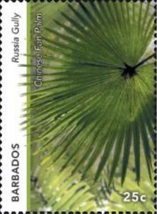 Stamp, Chinese Fan Palm (Livistona chinensis), Russia Gully, Barbados,  , Landscapes, Plants (Flora)