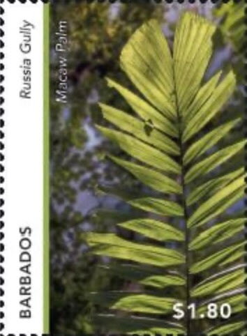 Macaw Palm (Acrocomia aculeata), Russia Gully