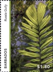 Stamp, Macaw Palm (Acrocomia aculeata), Russia Gully, Barbados,  , Landscapes, Plants (Flora)