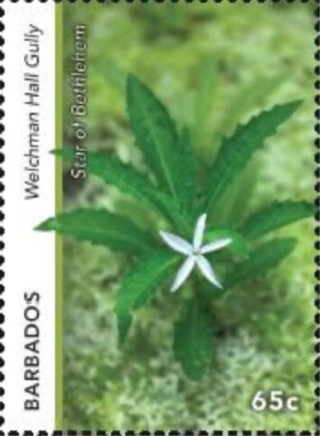 Star of Bethlehem (Hippobroma longiflora), Welchman Hall
