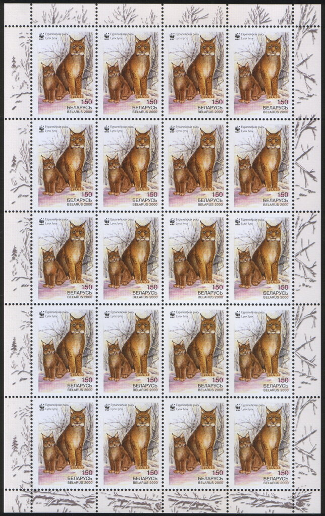 Eurasian Lynx (Lynx lynx)